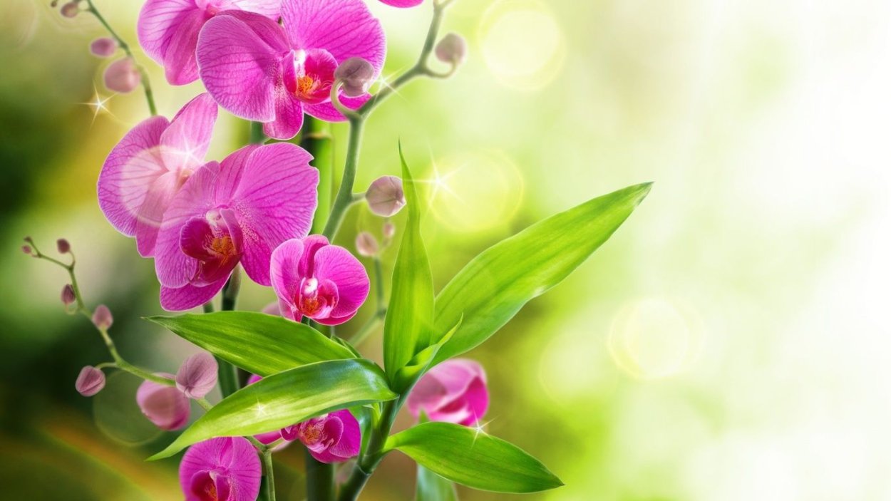 Орхидеи обои