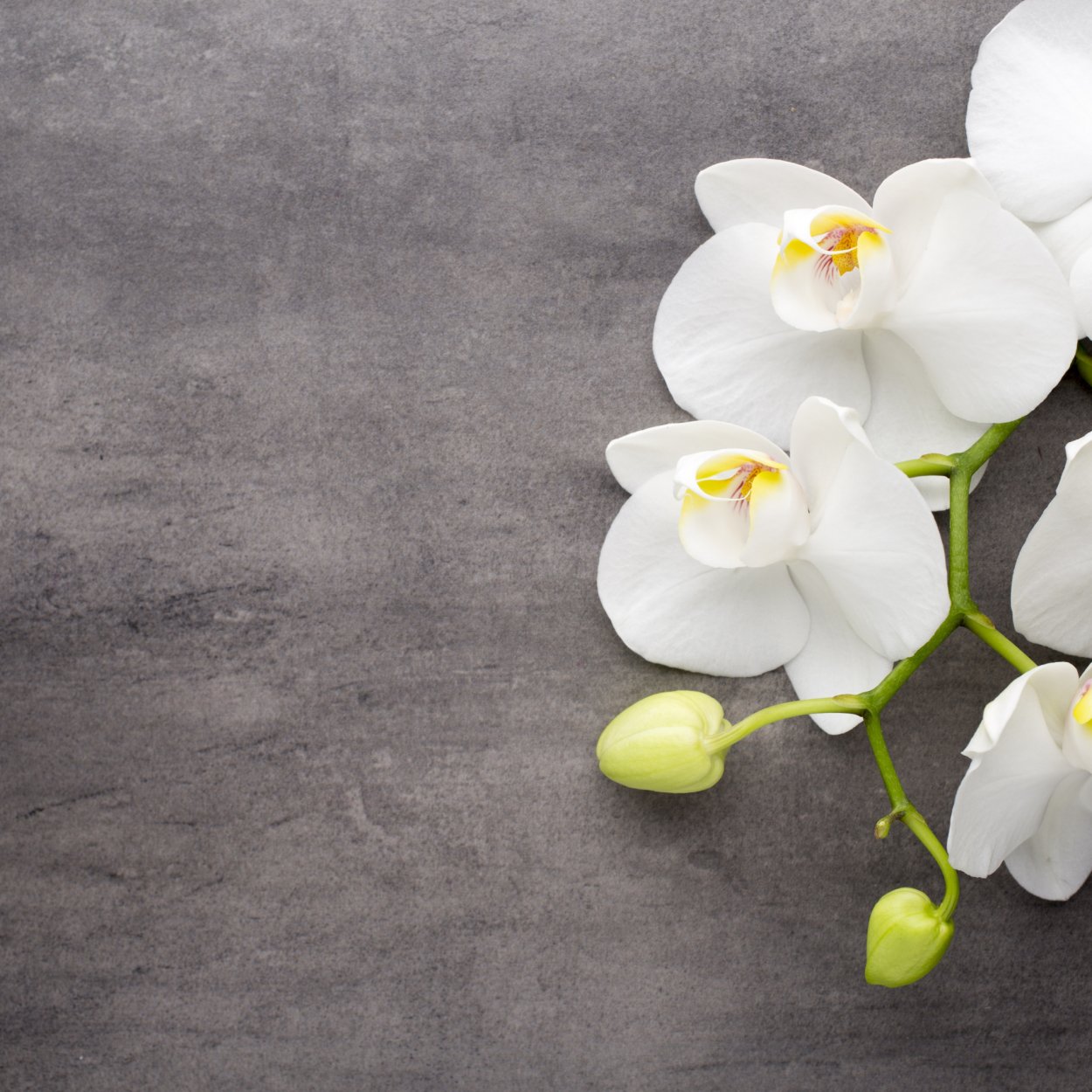 Цветы на черном фоне