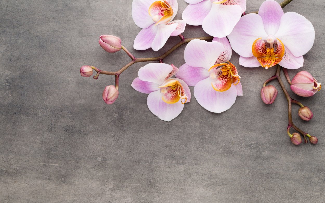 Фаленопсис Армион