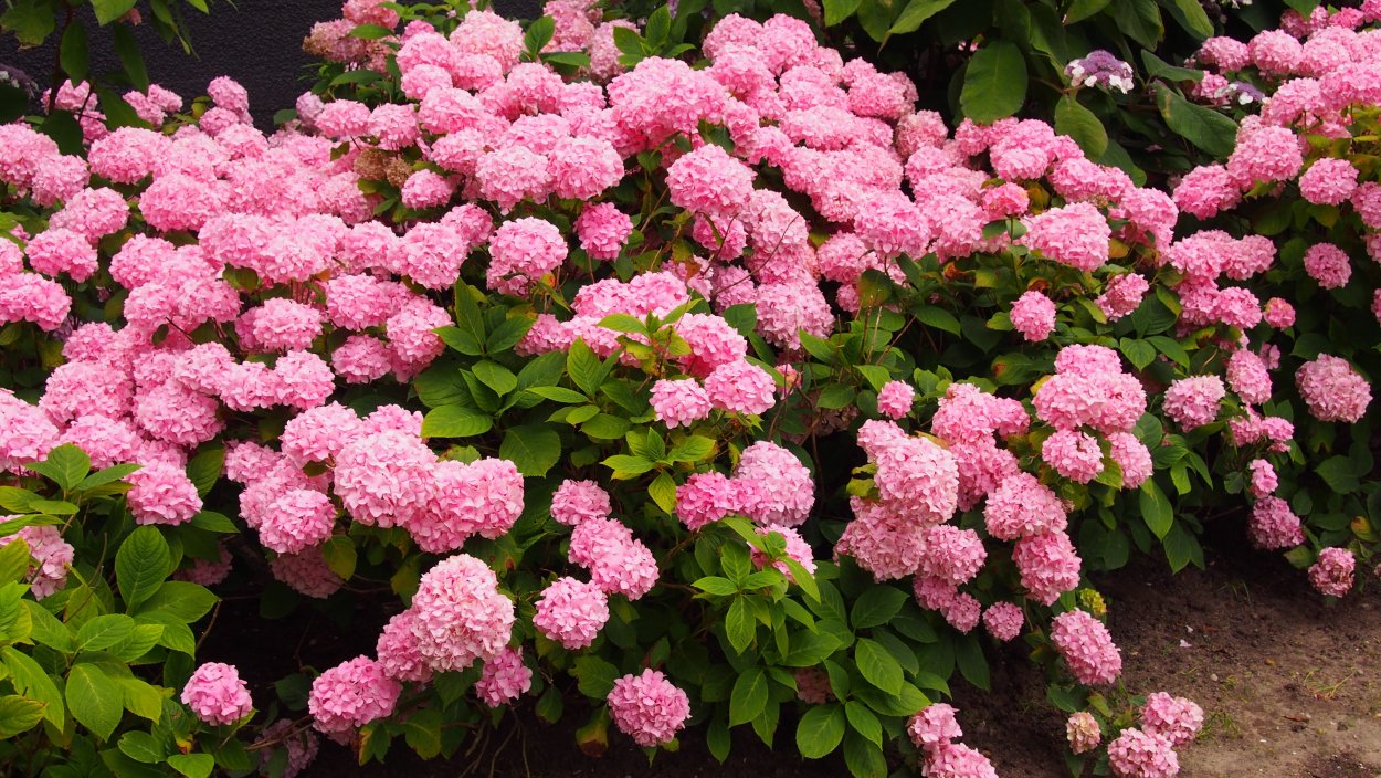 Гортензия Форевер энд ЭВА Пинк