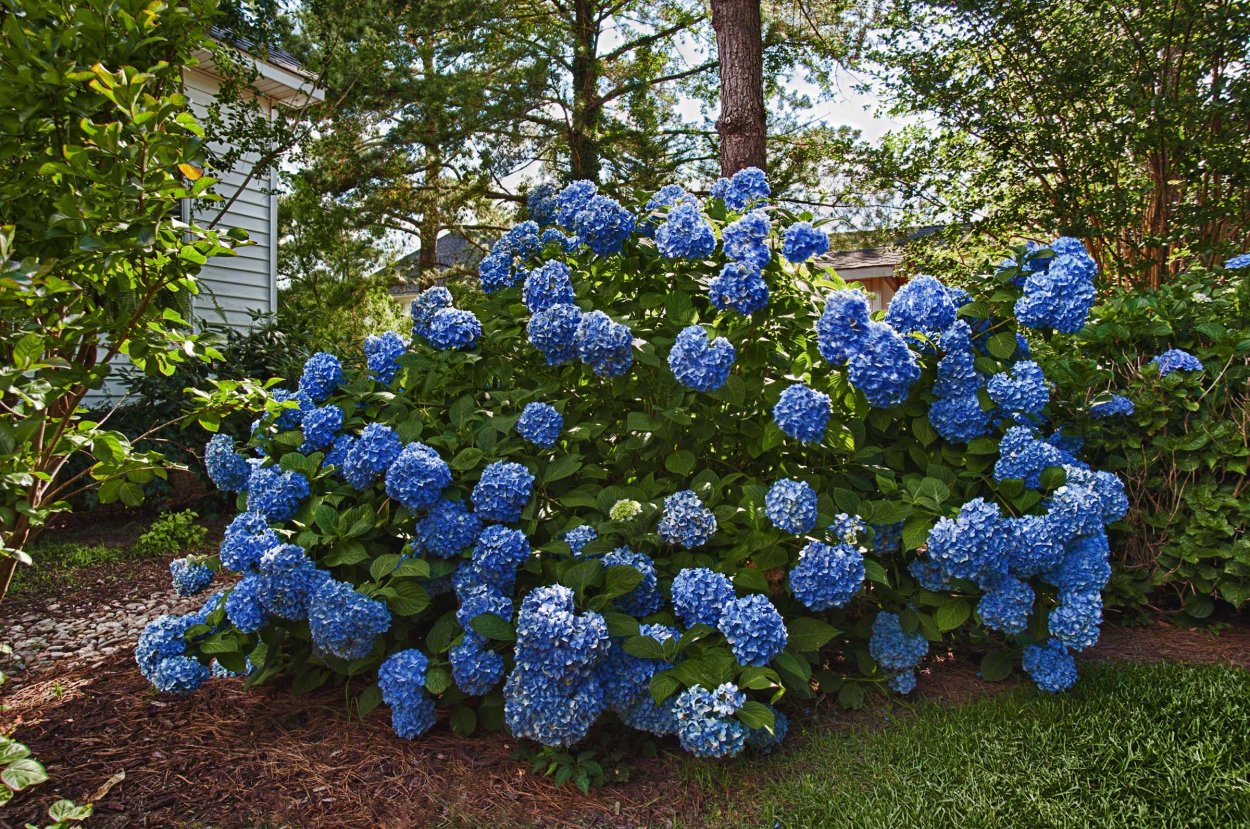 Гортензия Сельма крупнолистная