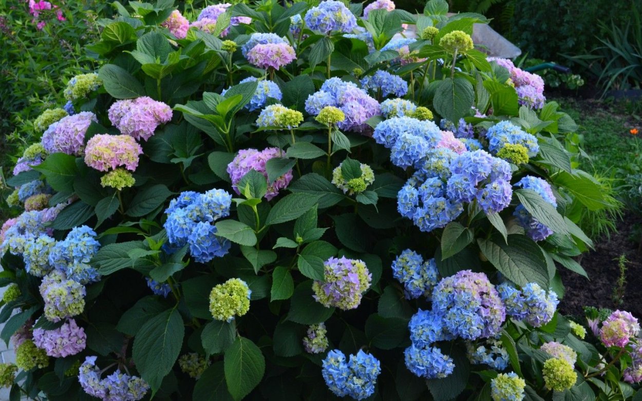 Гортензия Селина крупнолистная