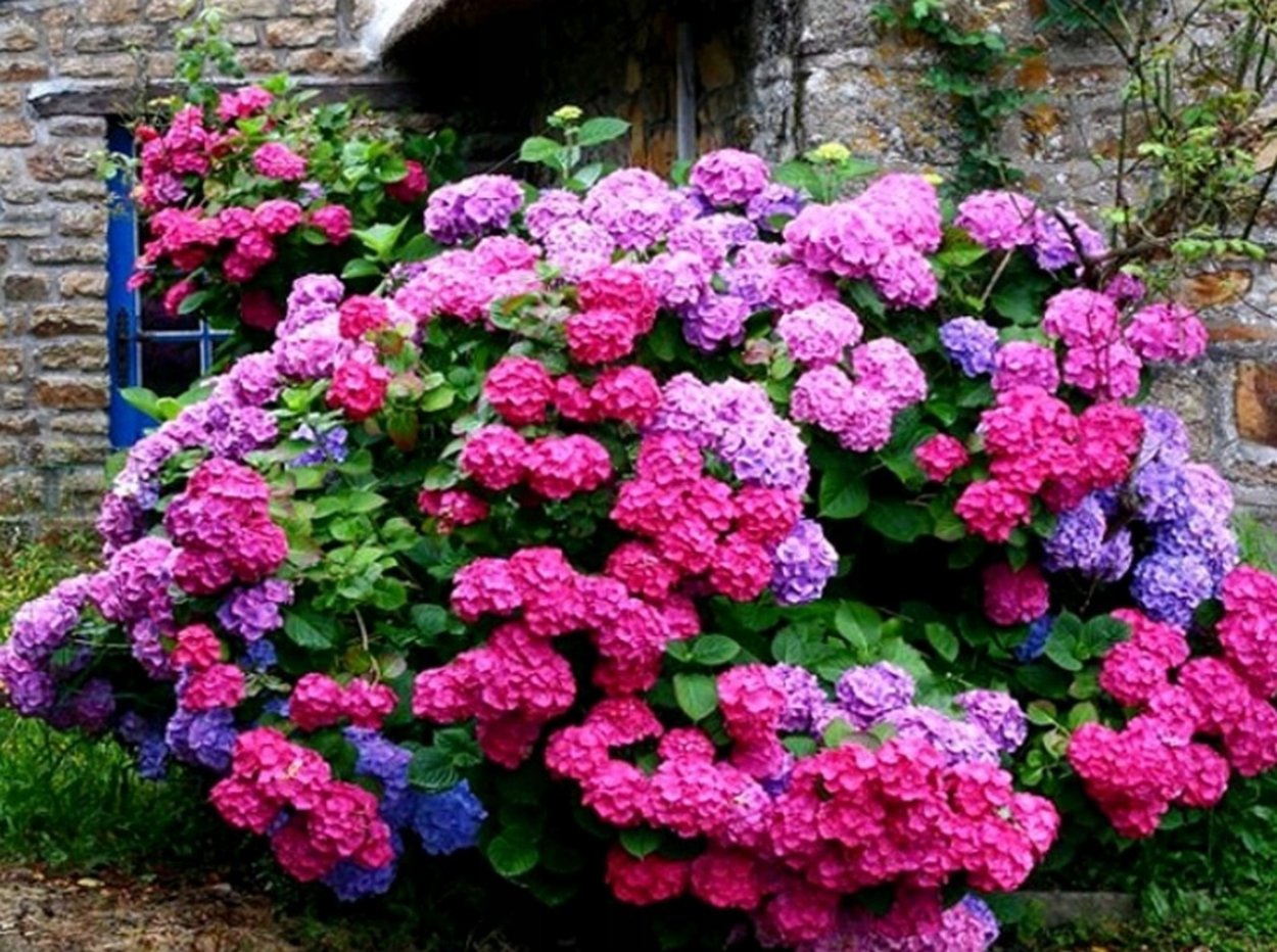 Гортензия Анабель изгородь
