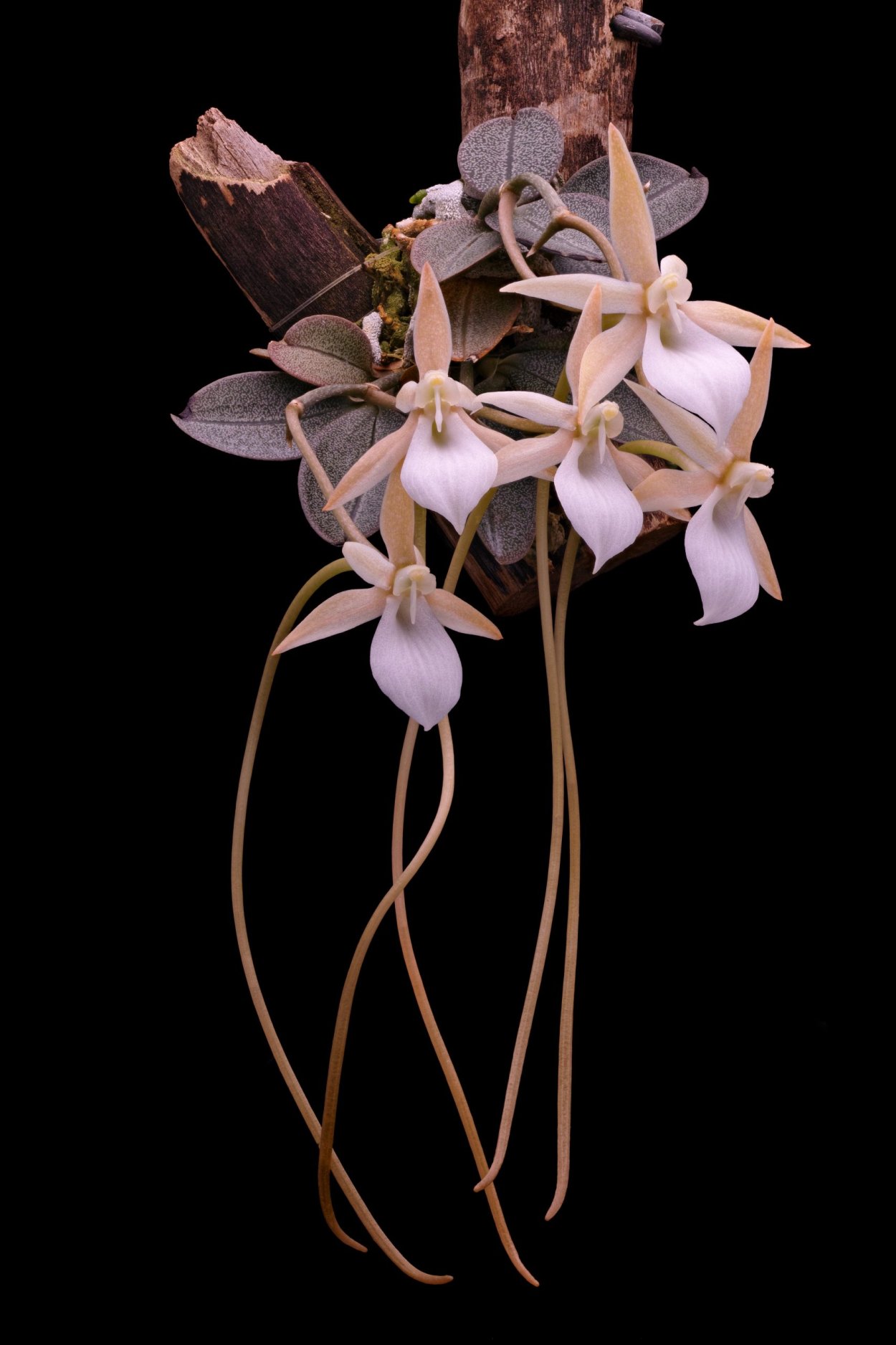 Аэрангис Орхидея