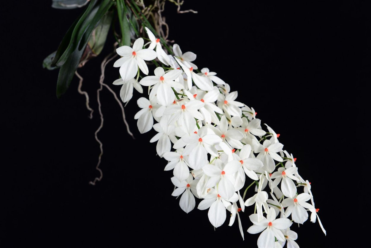 Аэрангис родостикта