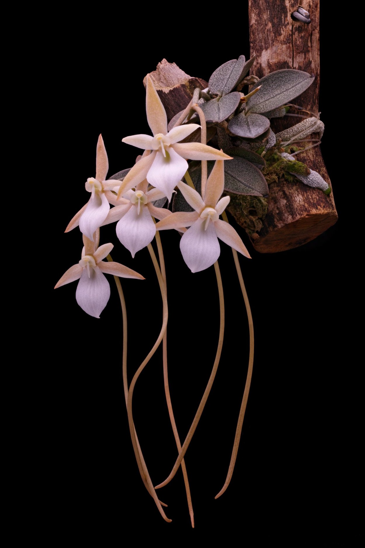 Аэрангис Орхидея