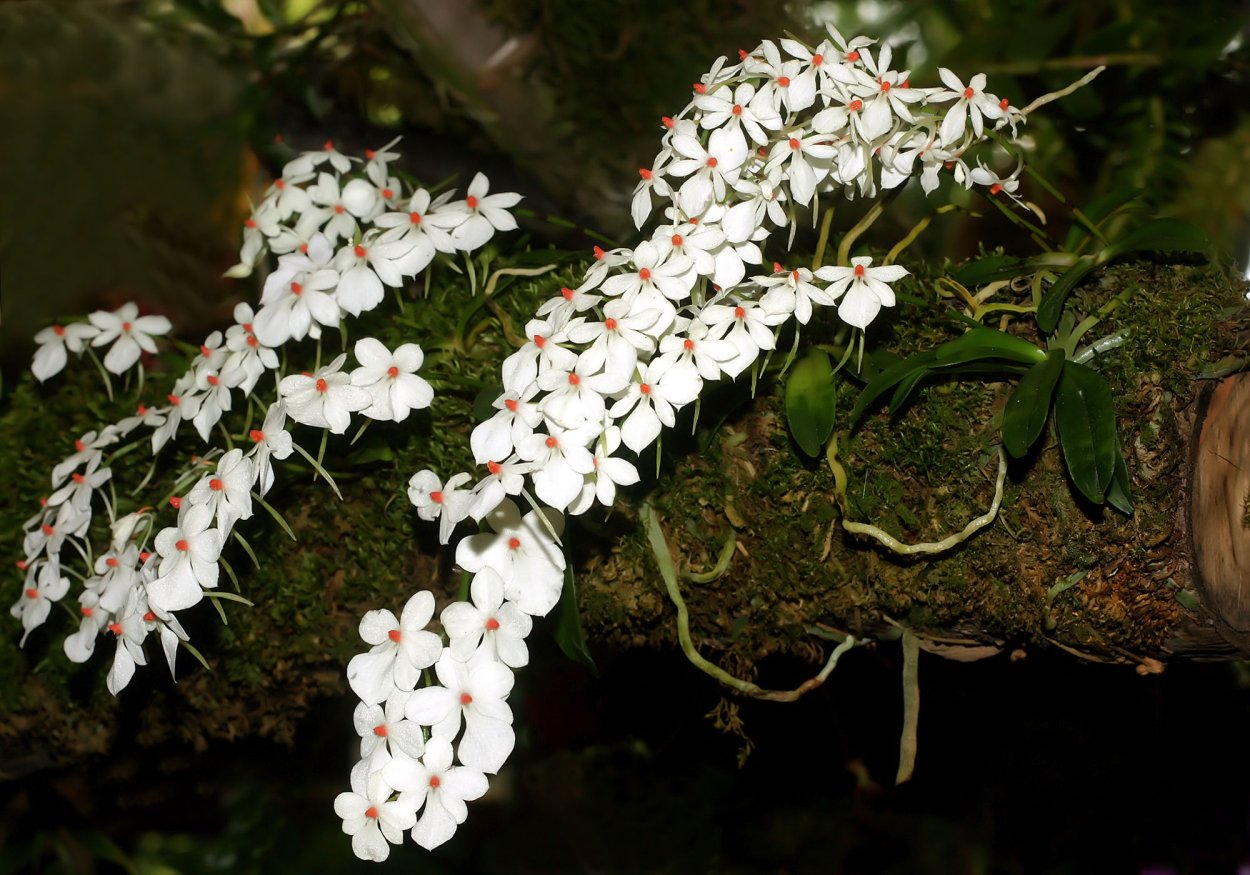 Aerangis luteoalba var rhodosticta