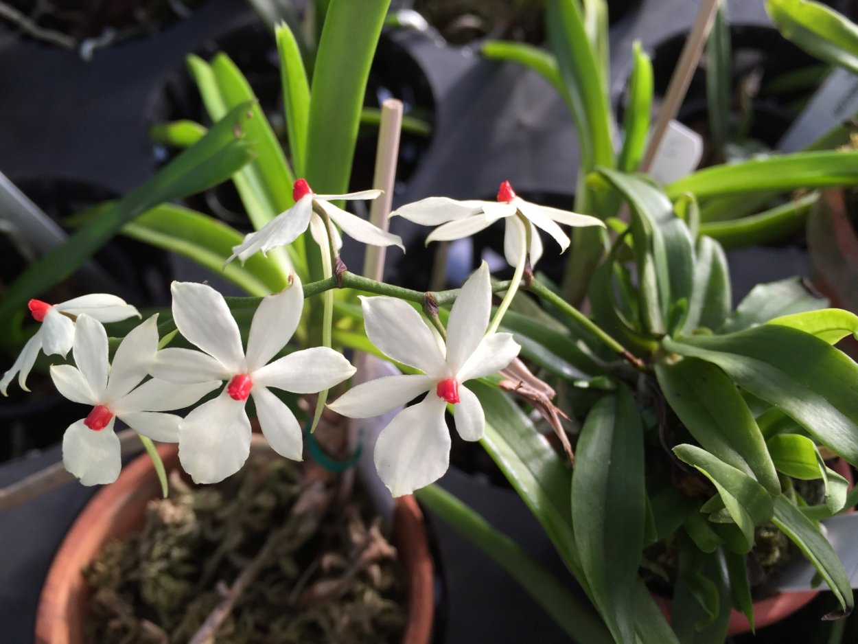 Аэрангис Модеста