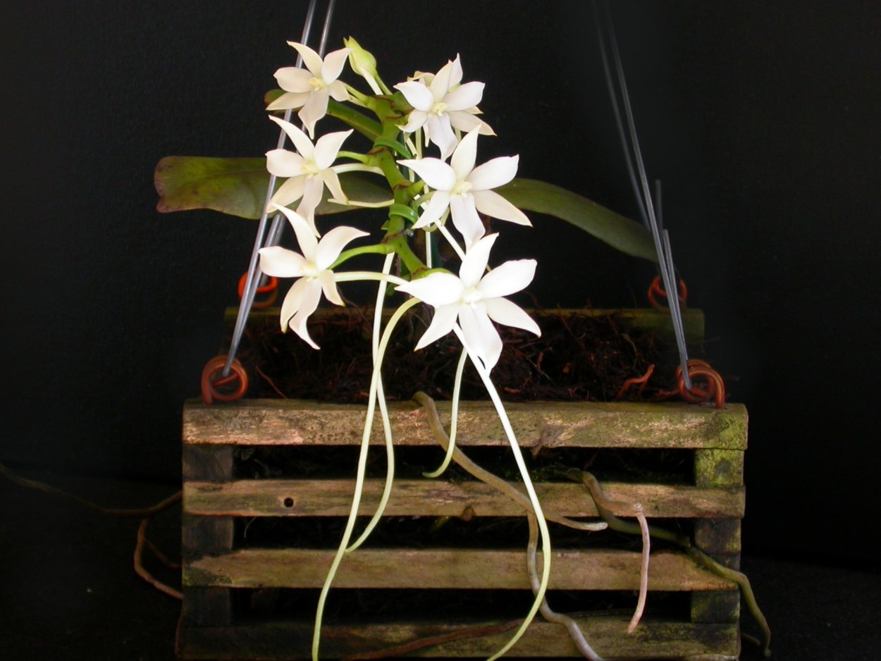 Aerangis spiculata