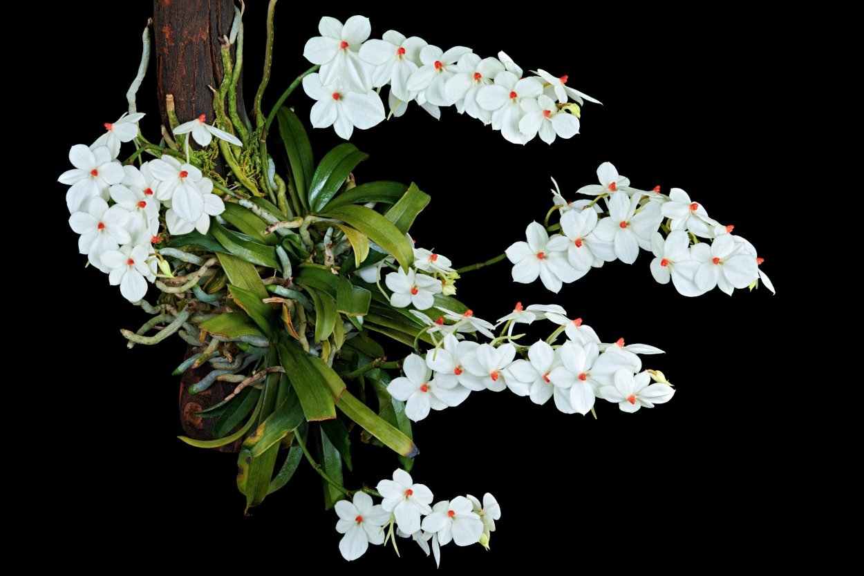 Aerangis luteoalba var