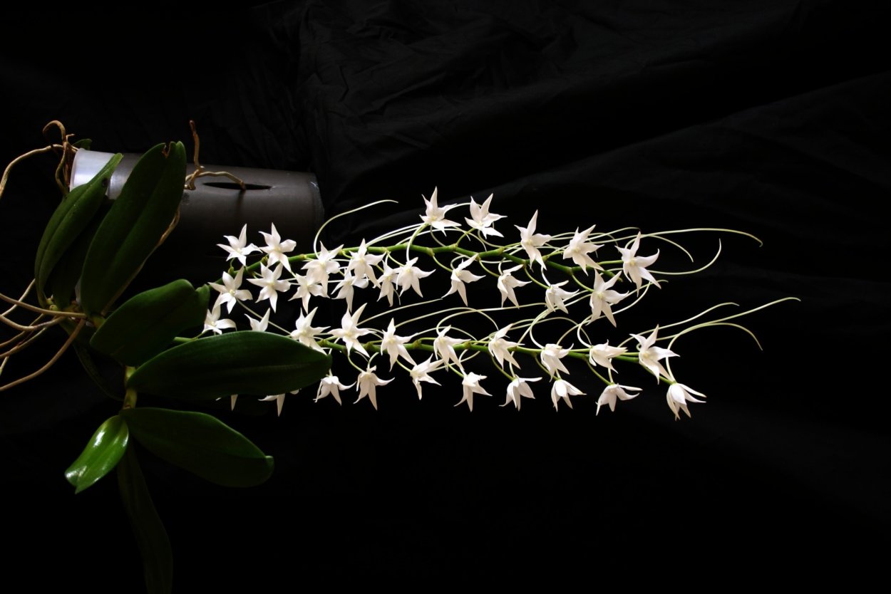 Кто опыляет аэрангис пунктата