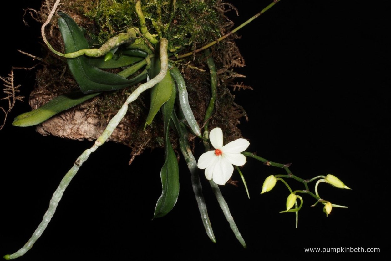 Angraecum Longiscott
