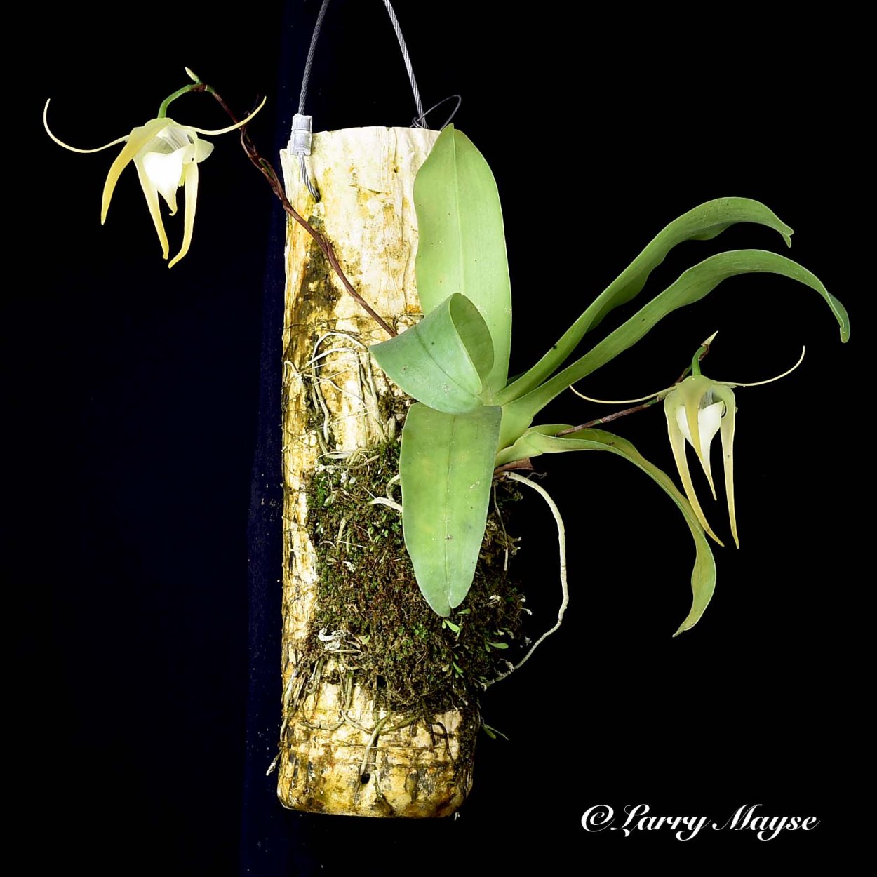 Aerangis luteoalba var rhodosticta