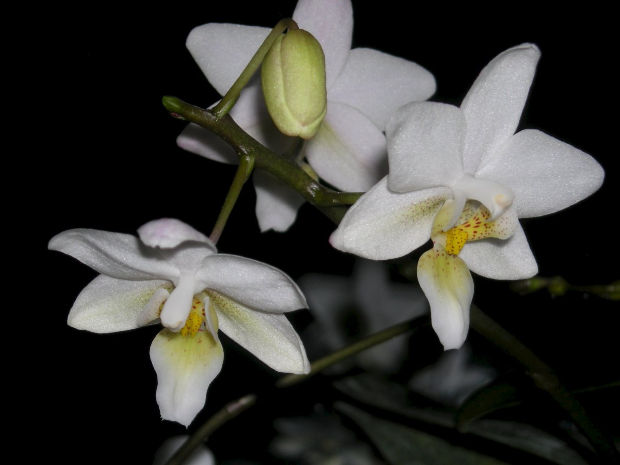 Aerangis pumilio