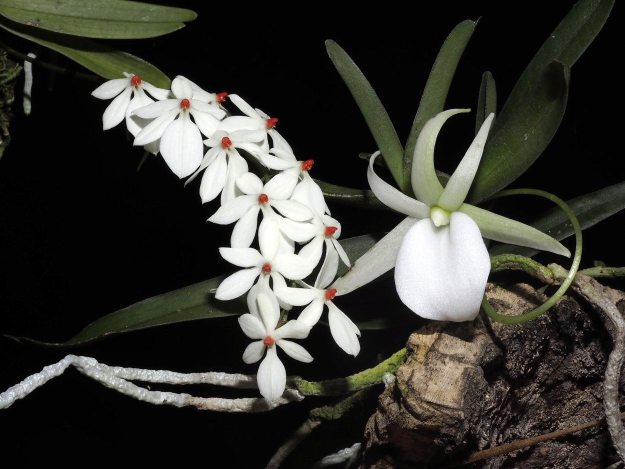 Aerangis kirkii