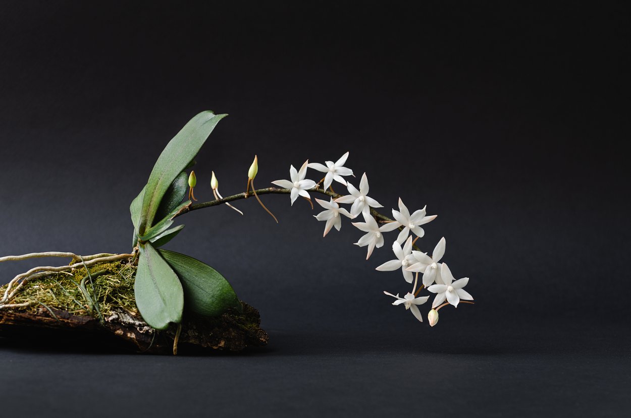 Аэрангис артикулата