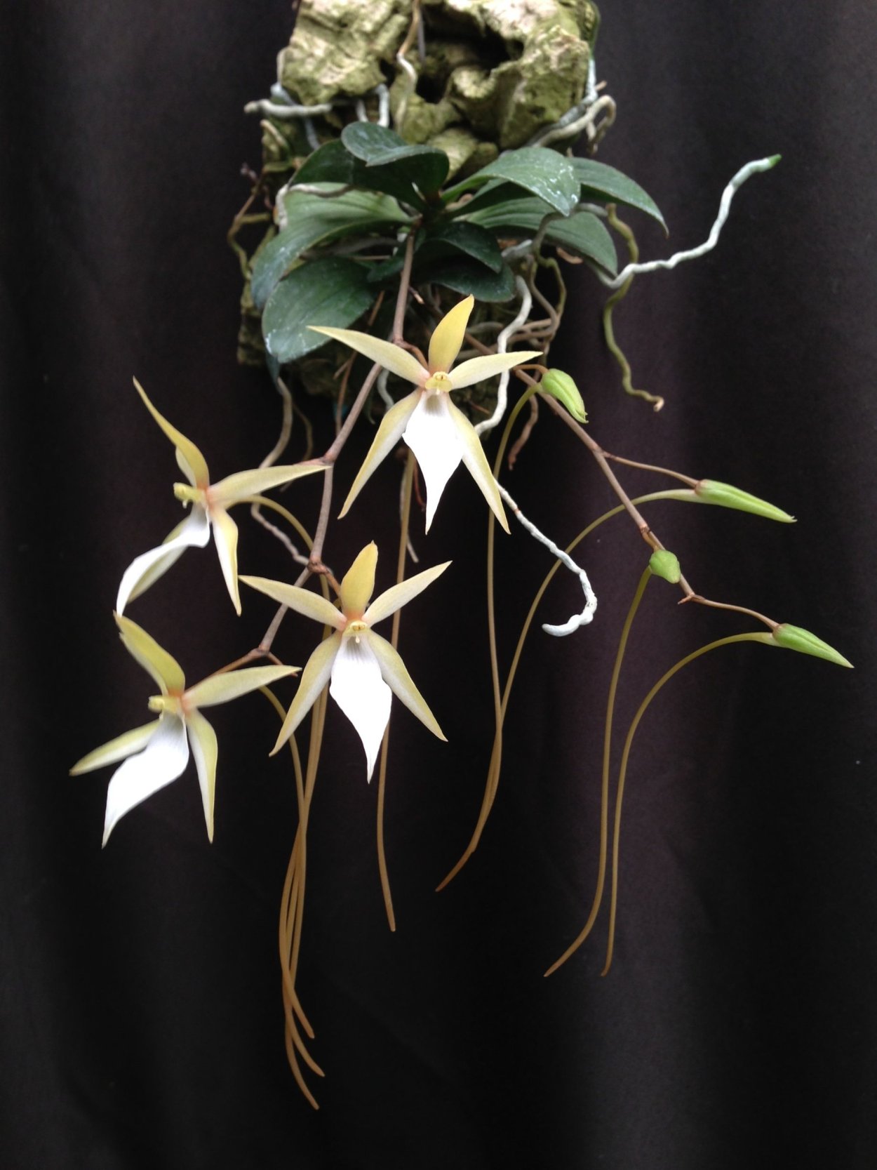 Орхидея аэрангис фастуоза