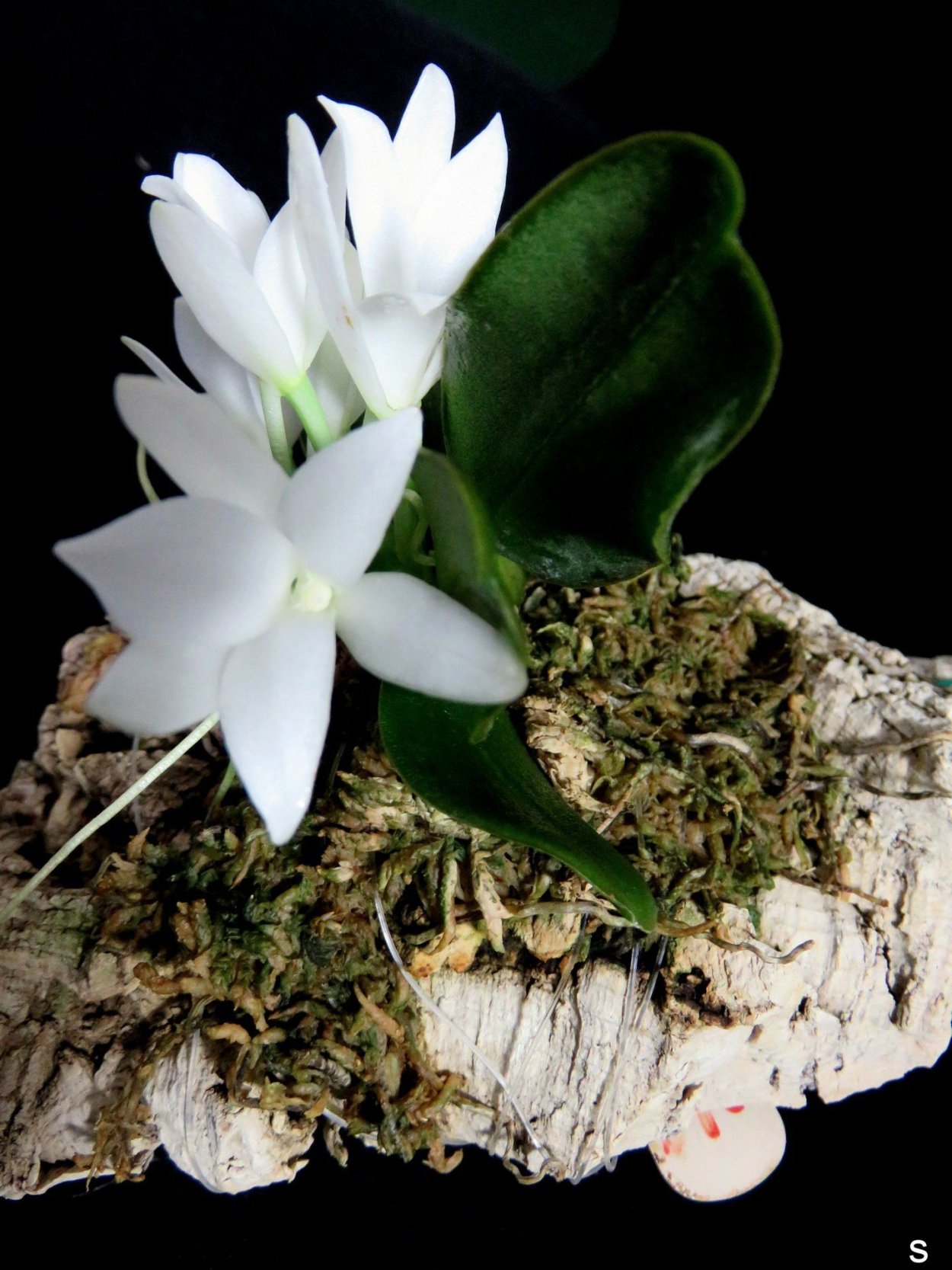 Аэрангис пунктата