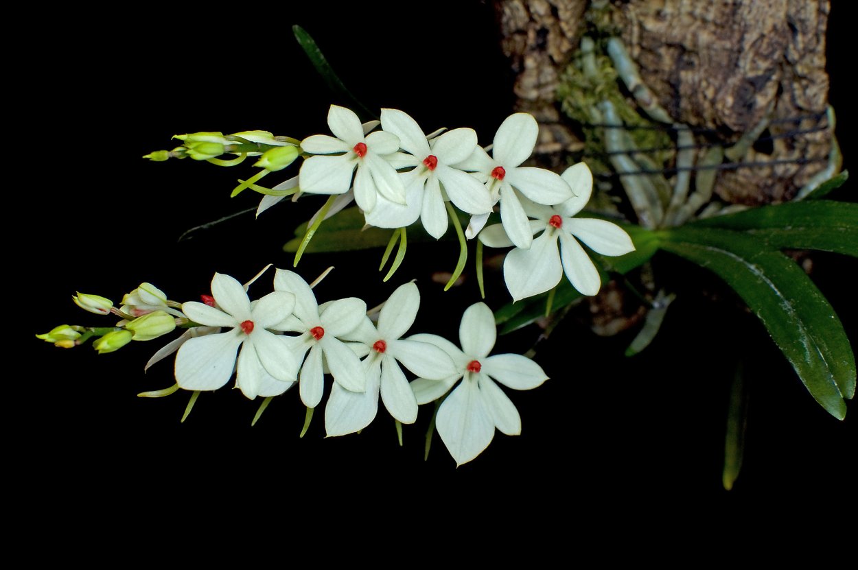 Aerangis luteoalba var rhodosticta