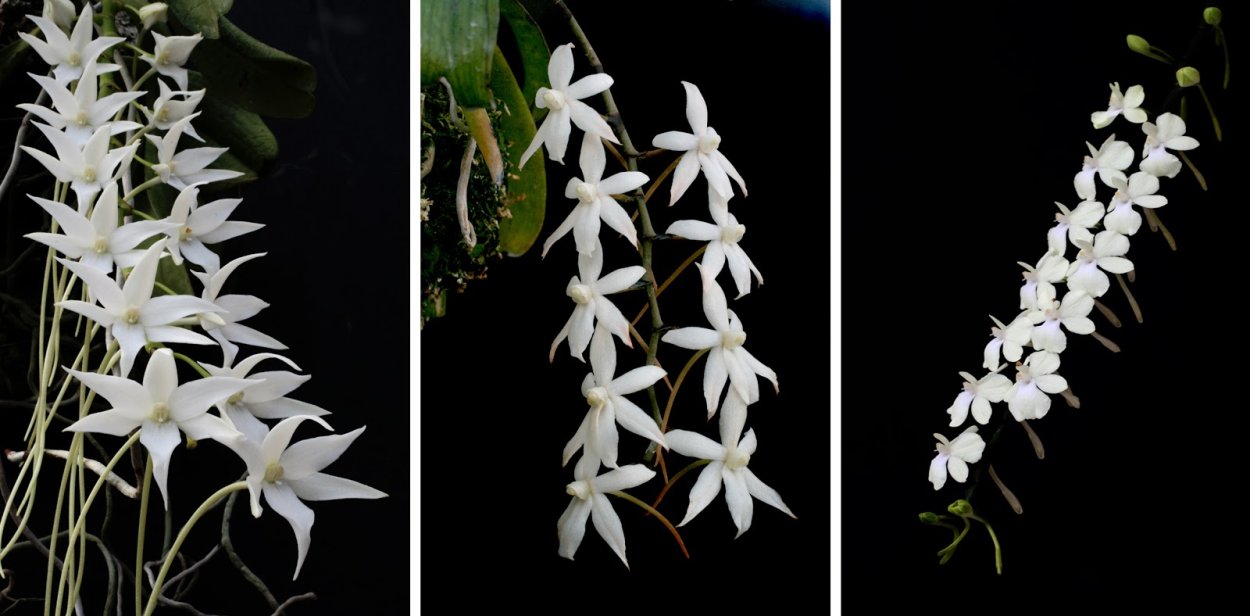 Aerangis mystacidii Орхидея