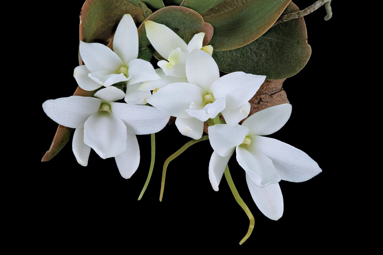 Орхидея Aerangis fastuosa