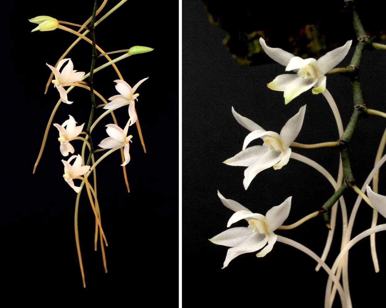 Наиболее примитивное семейство магнолиофитов