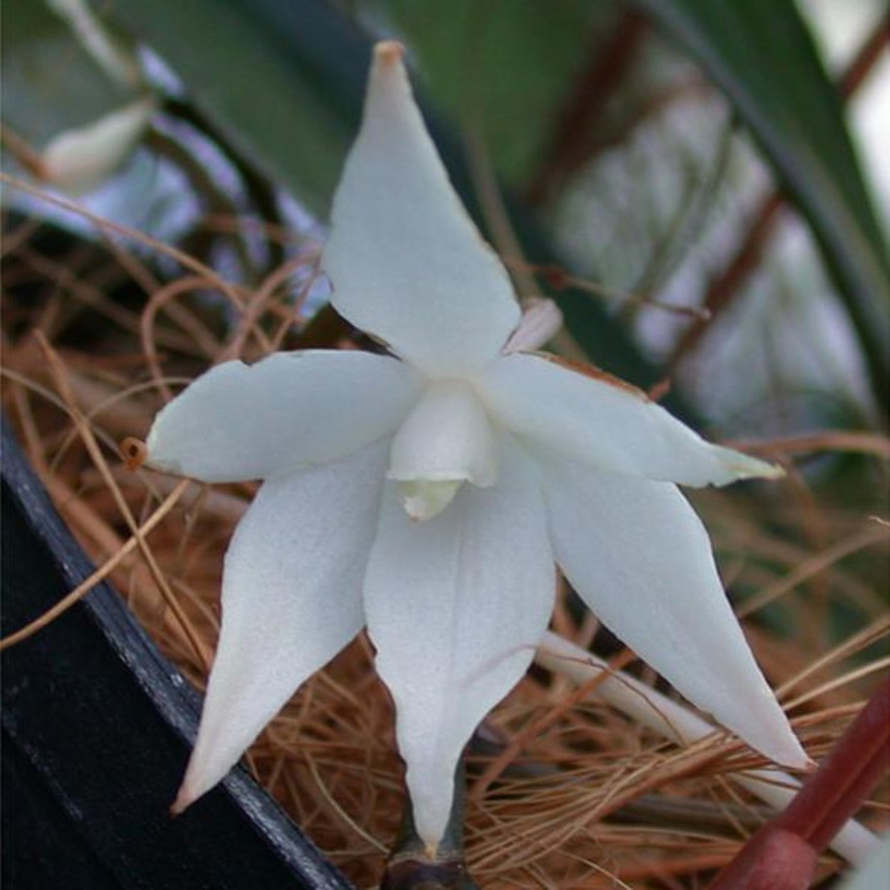 Аэрангис Орхидея