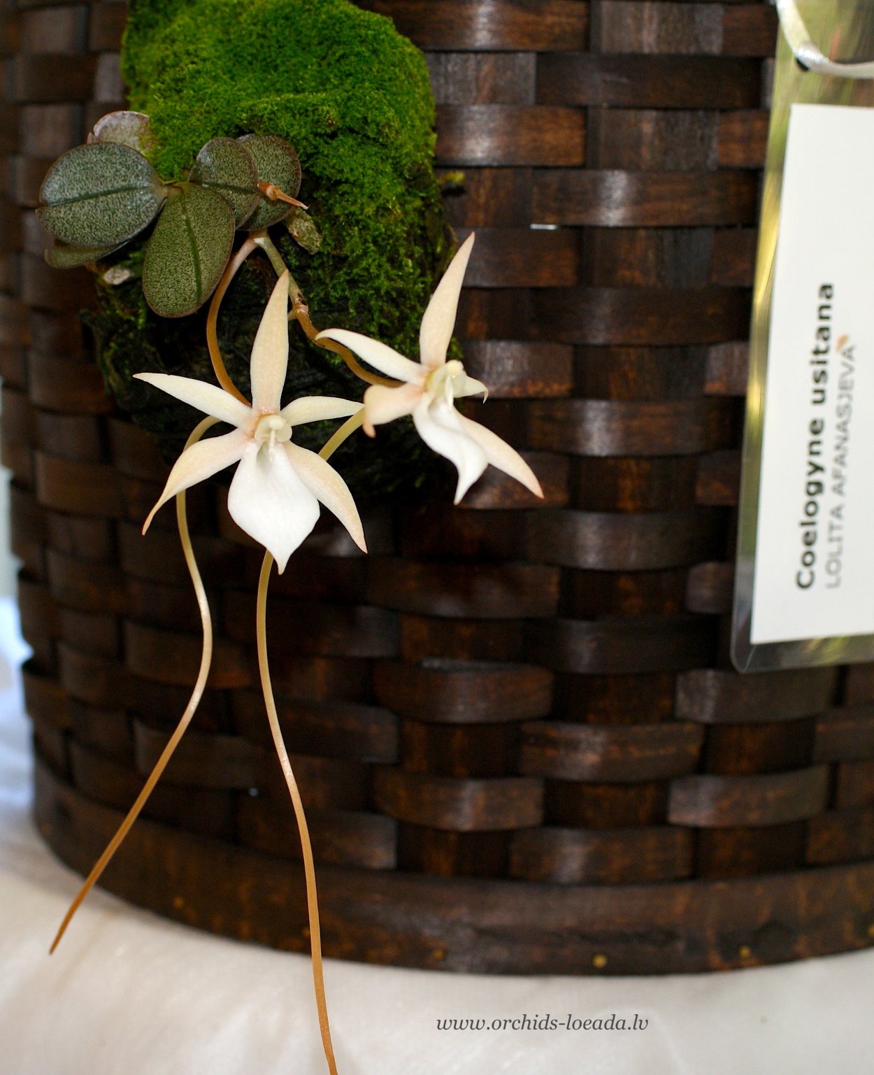 Aerangis ellisii var. Ellisii