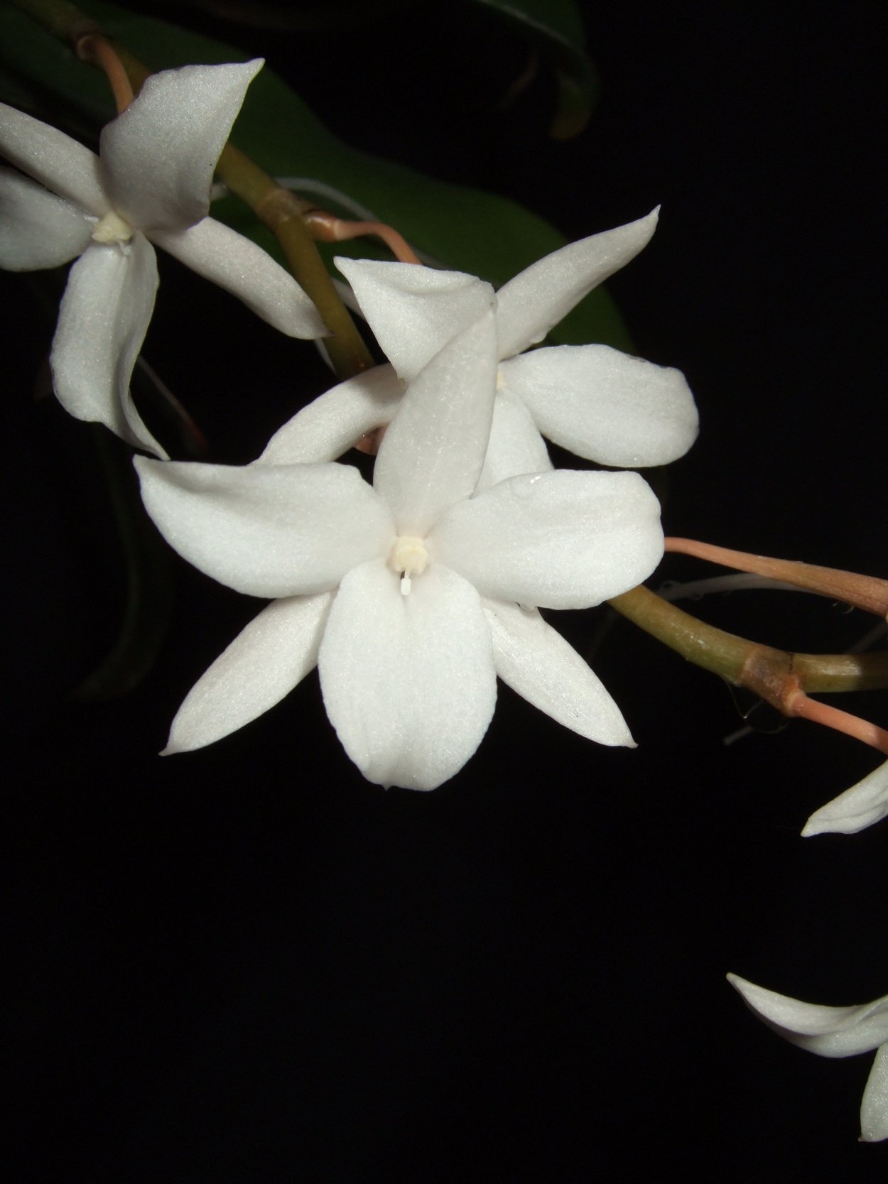 Aerangis hariotiana