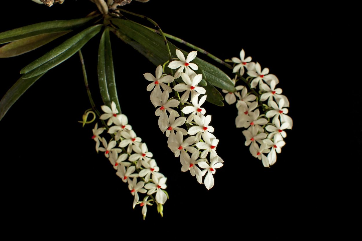 Аэрангис spiculata