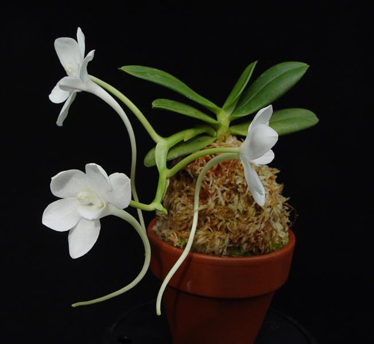 Aerangis houlletiana