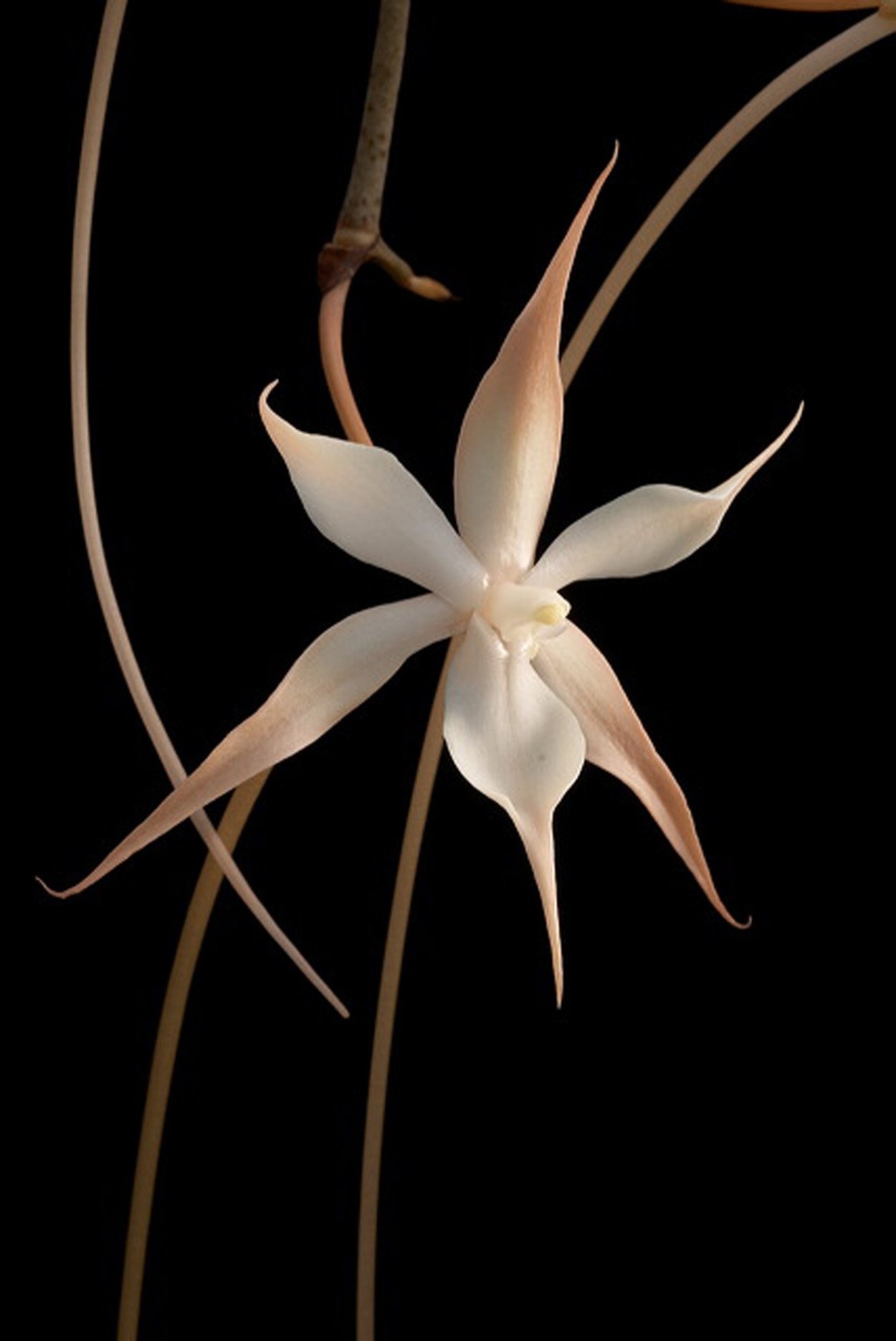 Аэрангис Леонис