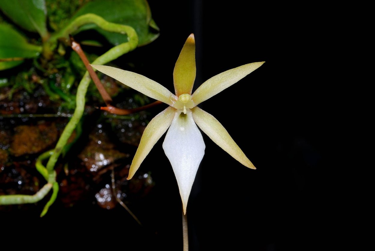 Aerangis odorata