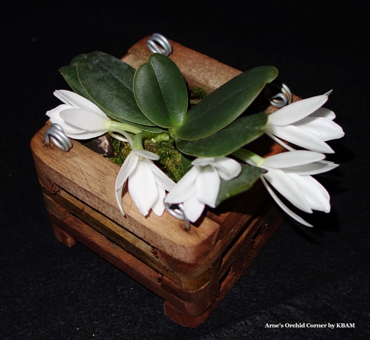 Аэрангис билоба фото