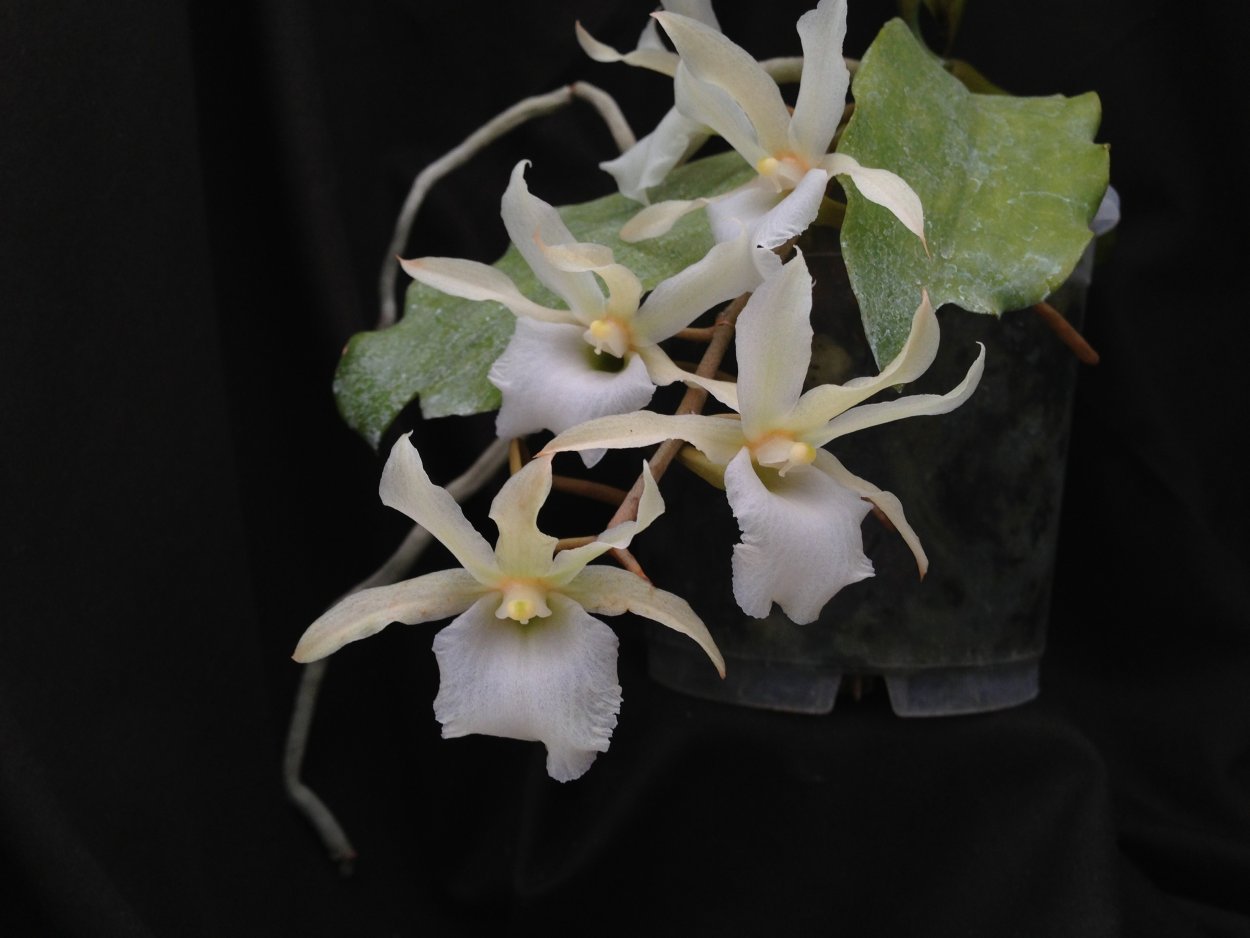 Aerangis houlletiana