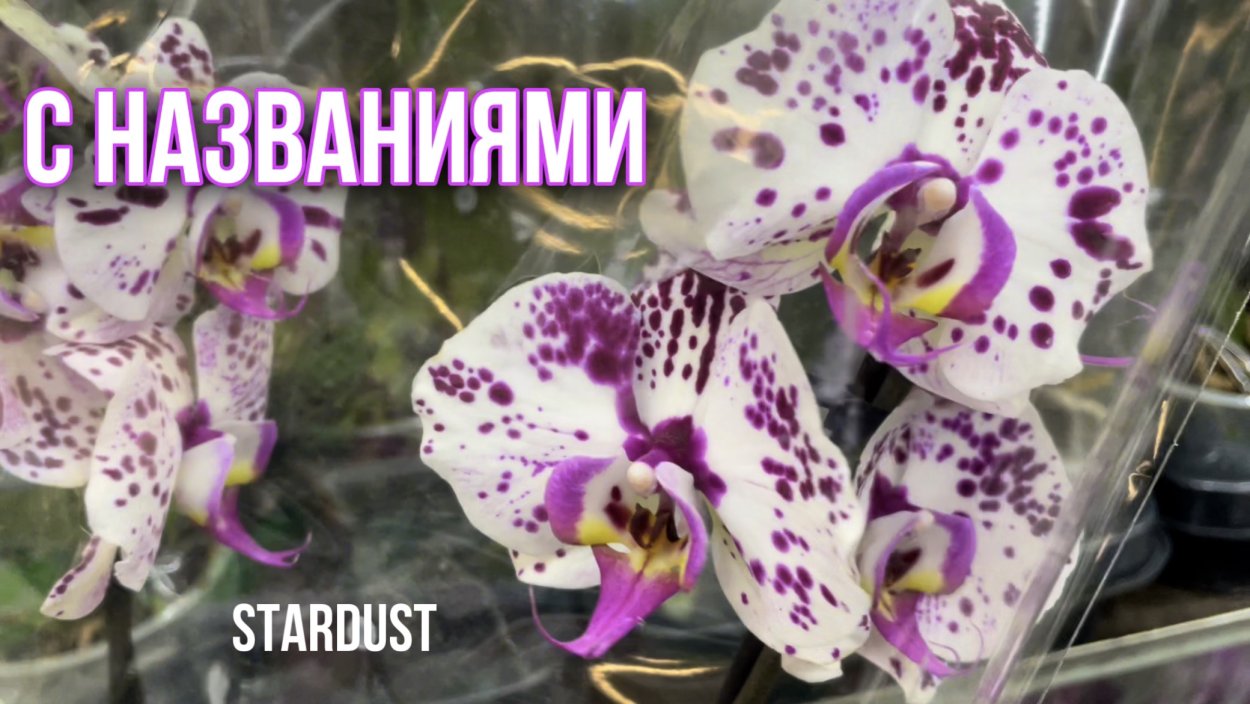 Орхидея Phalaenopsis Manila