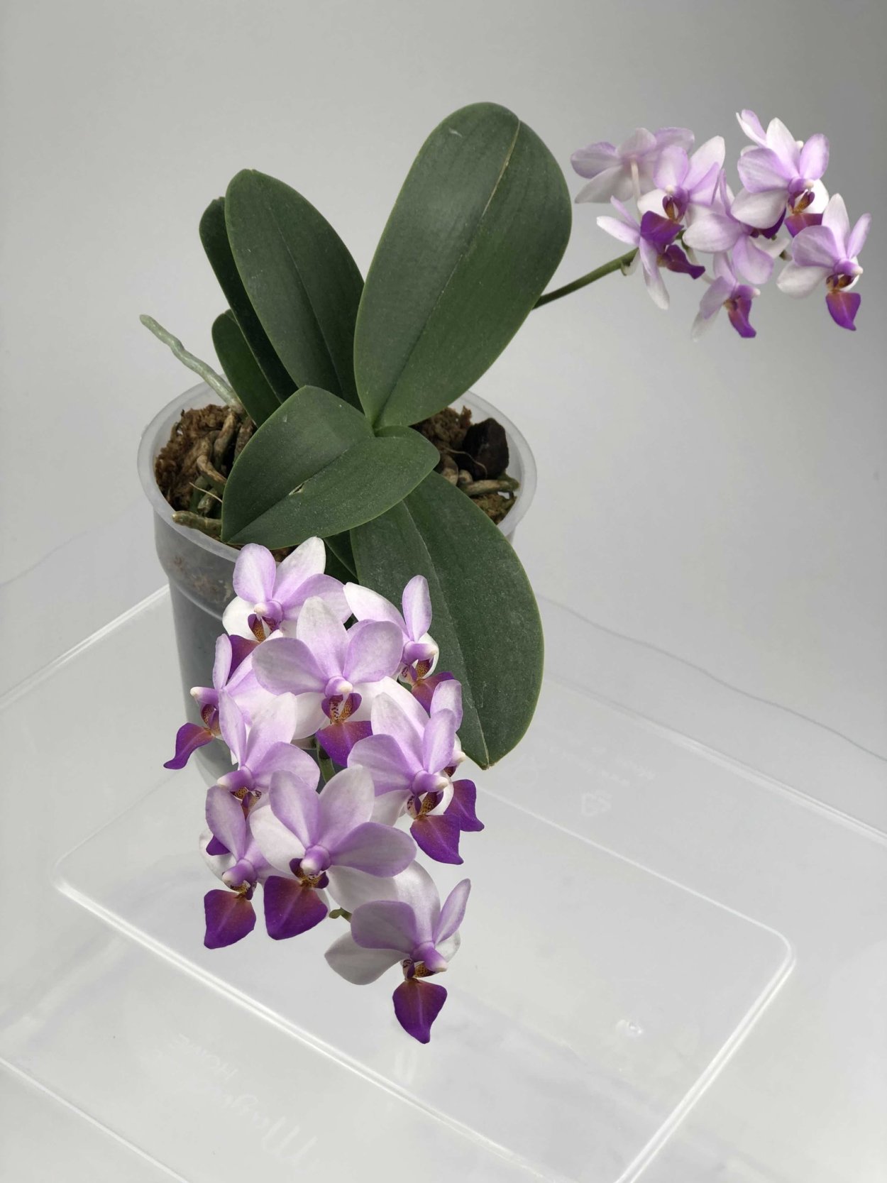 Фаленопсис розовая фабрика