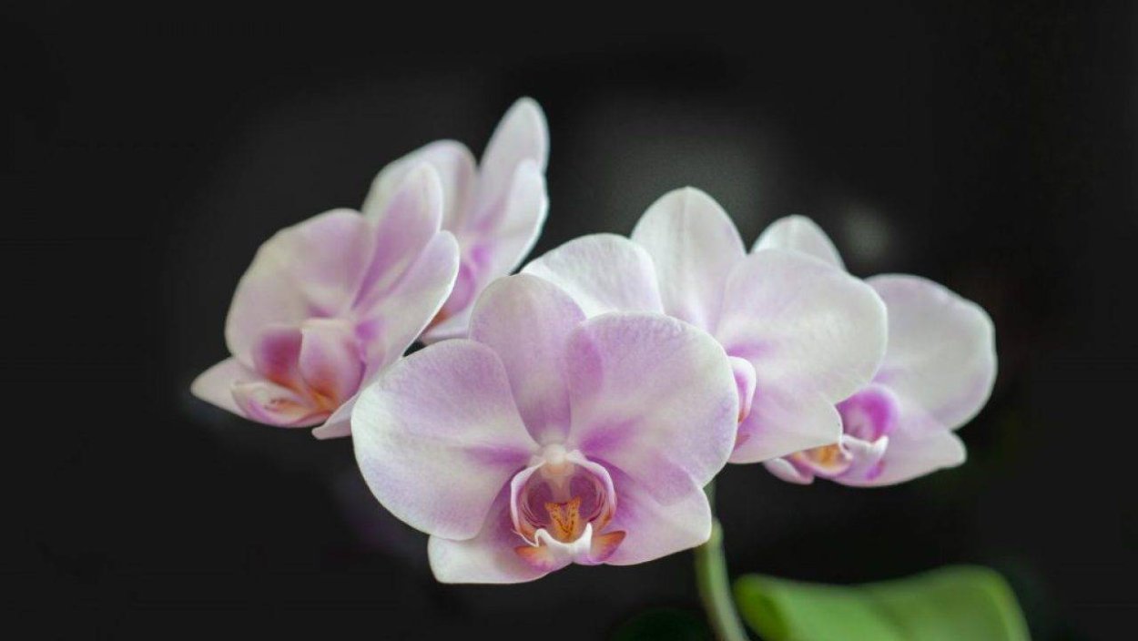 Phal. Liu's cute Angel Орхидея
