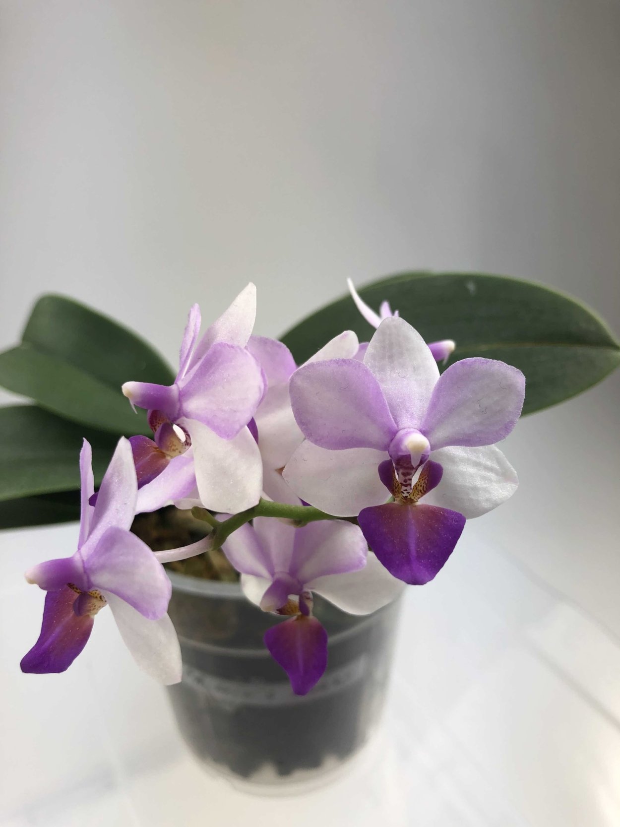 Льюис Трипринс Орхидея