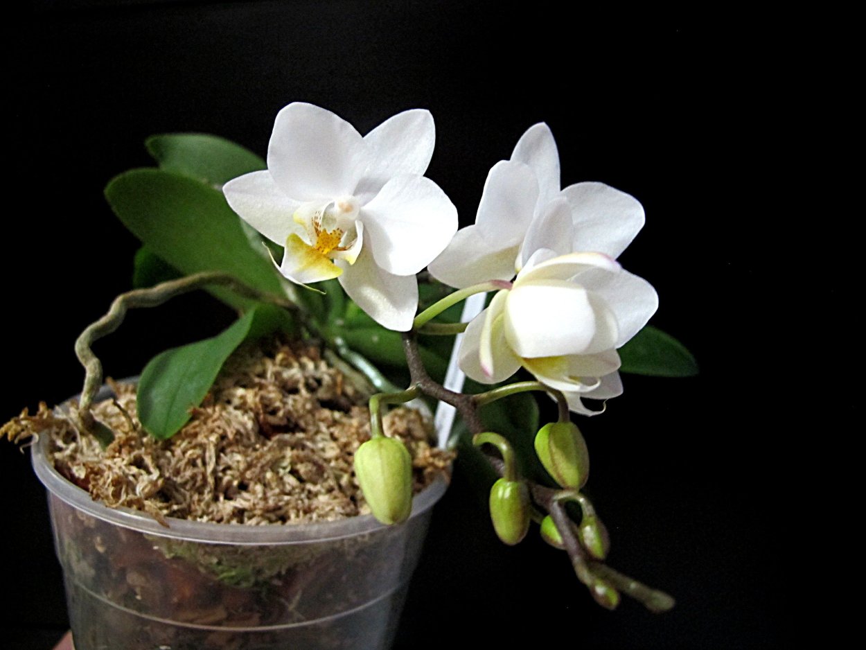 Доритенопсис Льюис Берри.