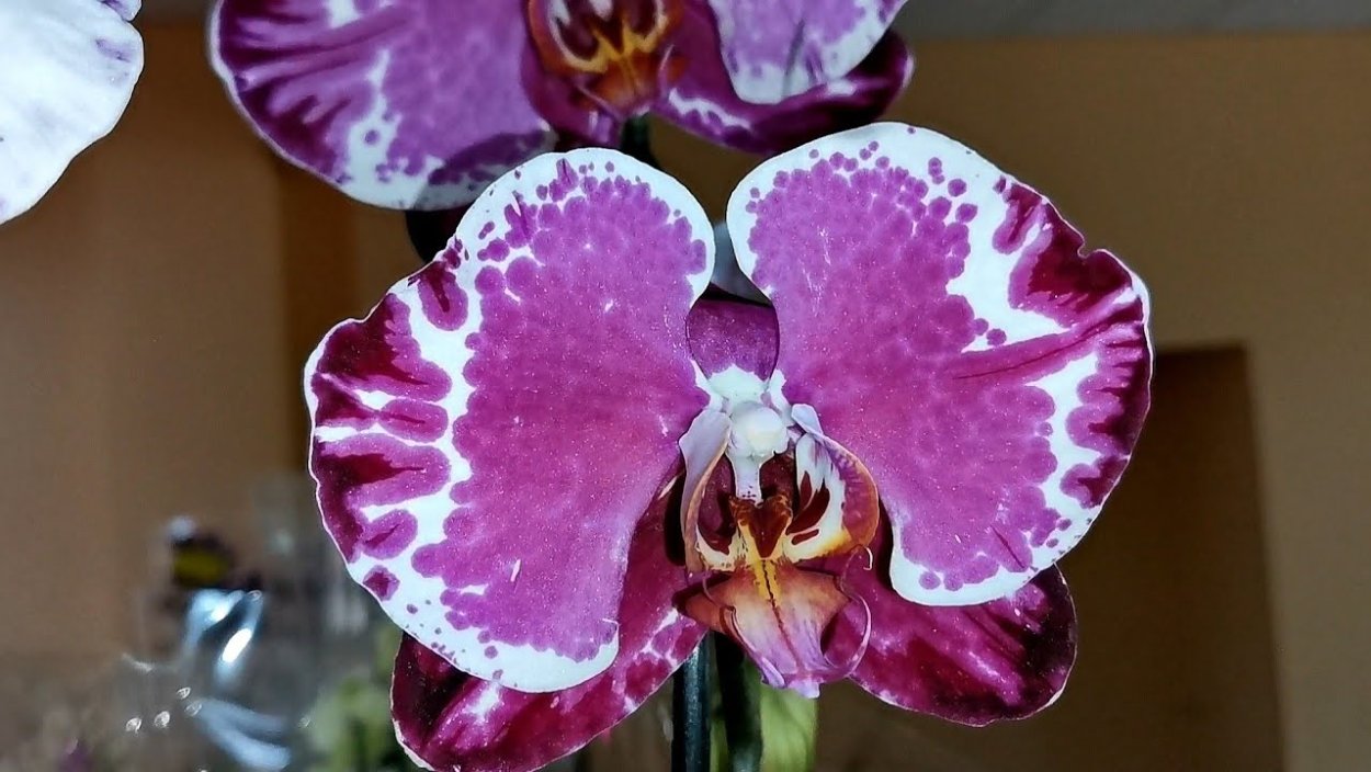 Phal. Ox Sponge Bob (peloric - 2 Eyes)