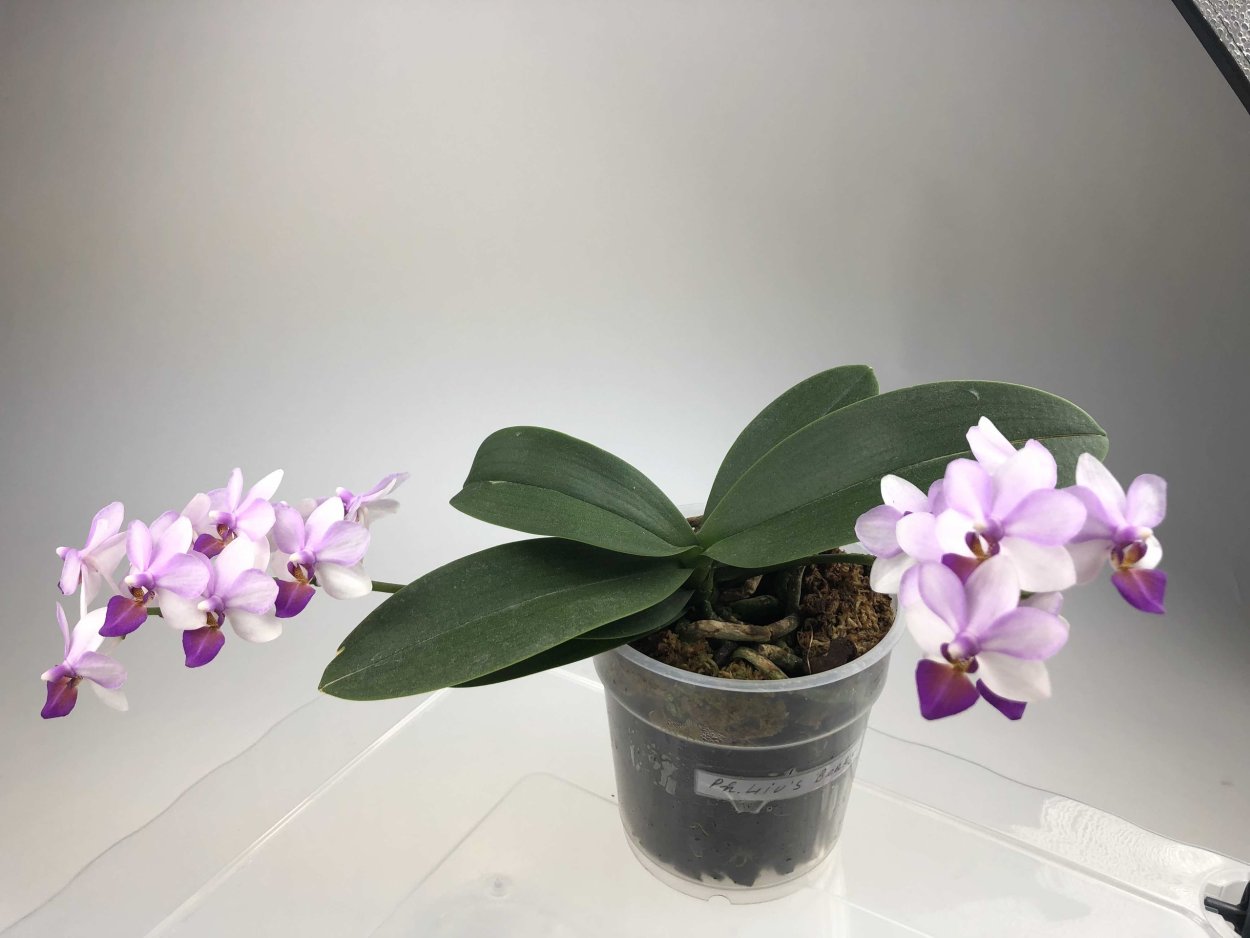 Фаленопсис Каода