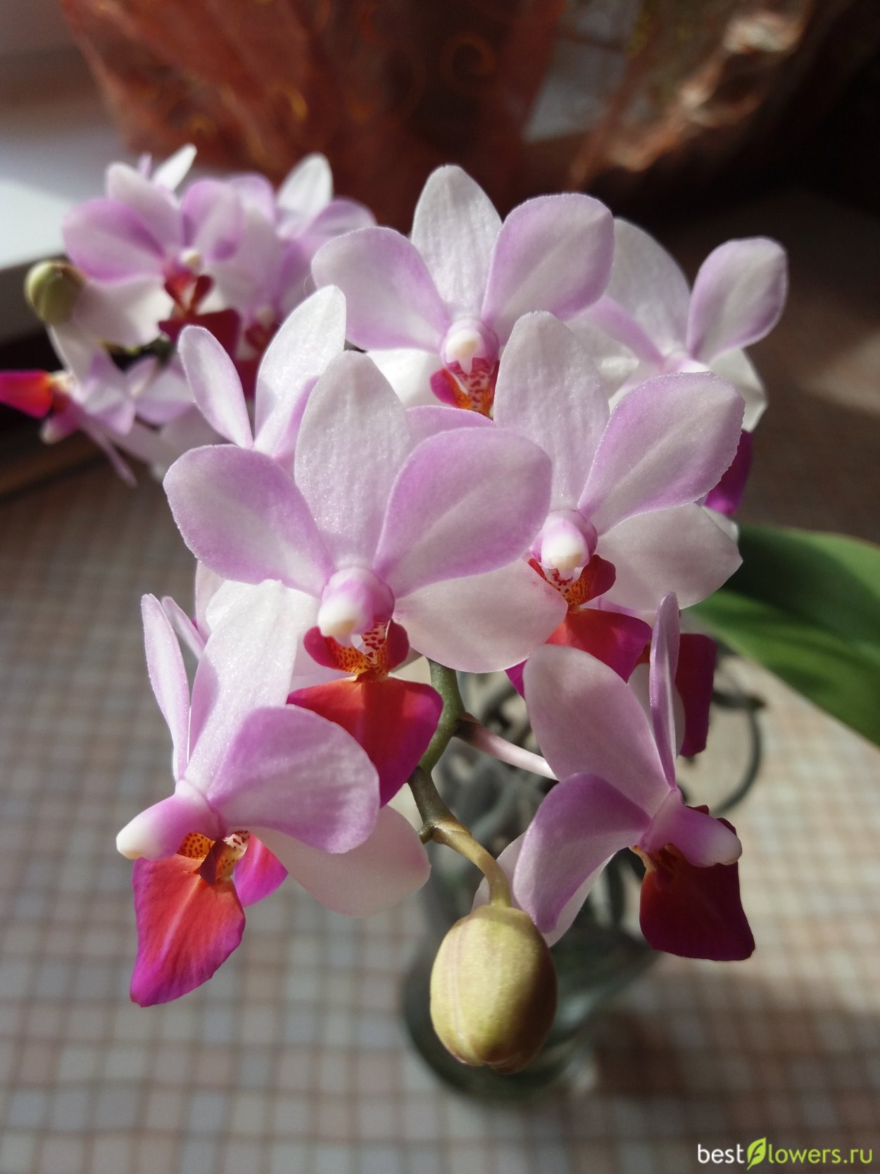 Орхидея Льюис Берри