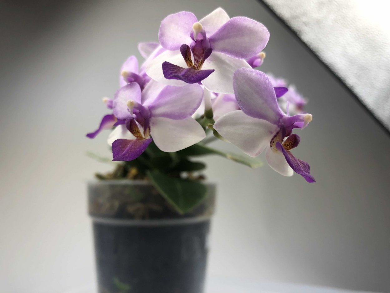 Орхидея легато пелорик