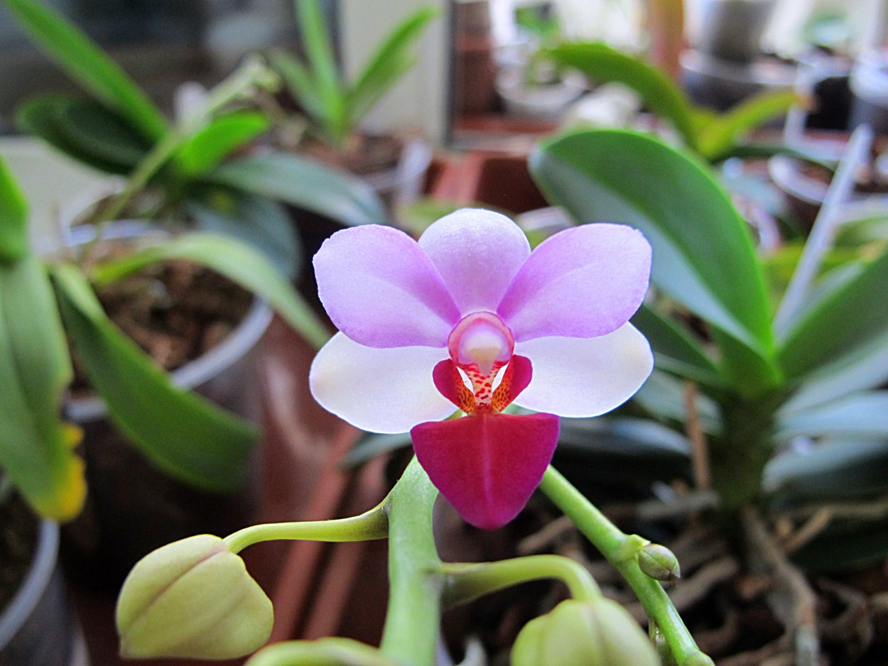 Фаленопсис Льюис Берри бабочка