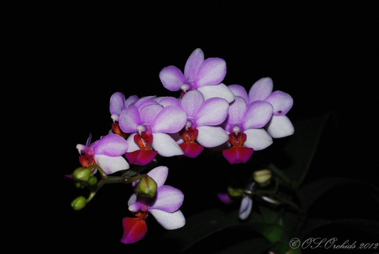 Фаленопсис Льюис Берри