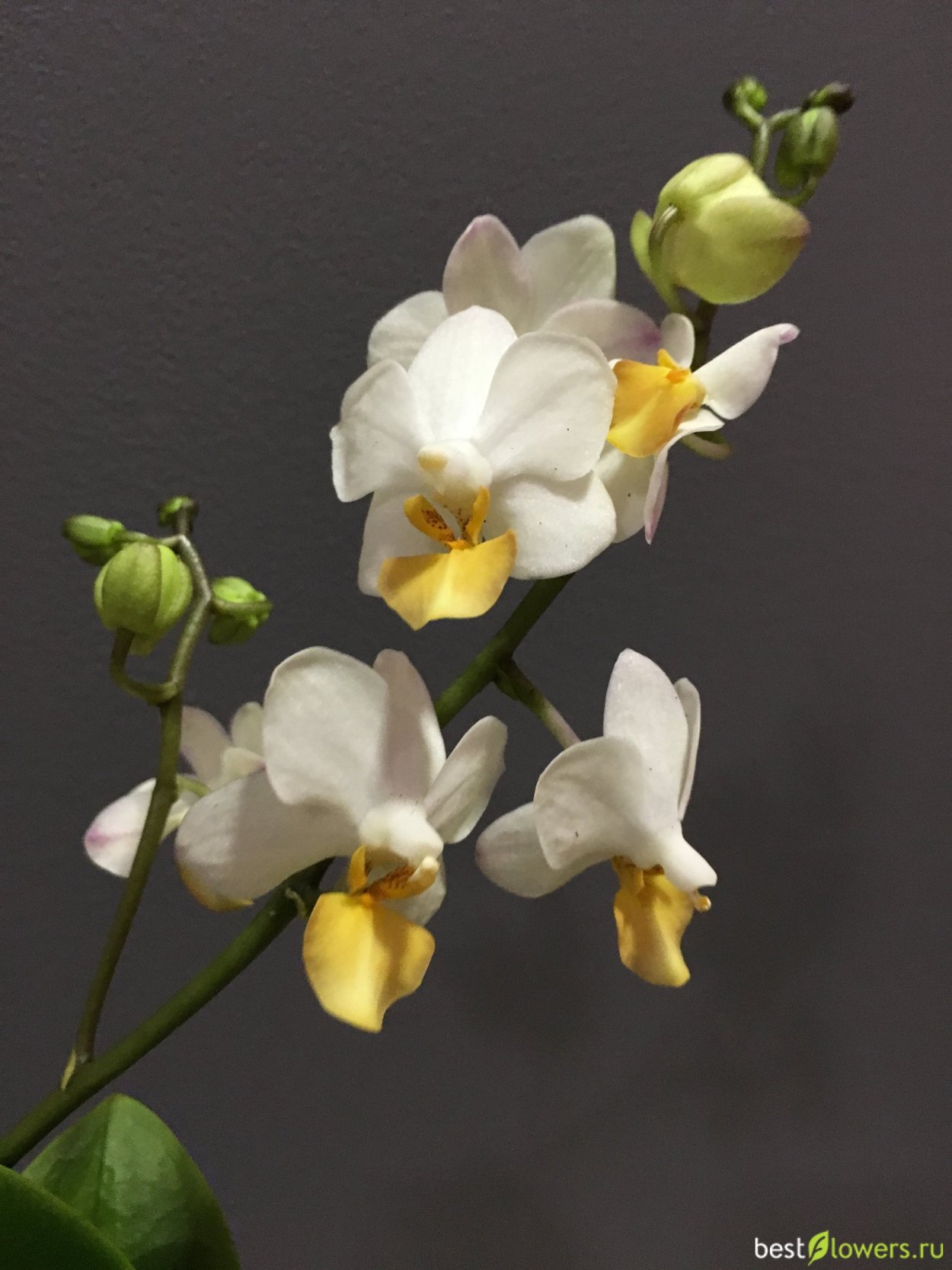 Фаленопсис Леонтин