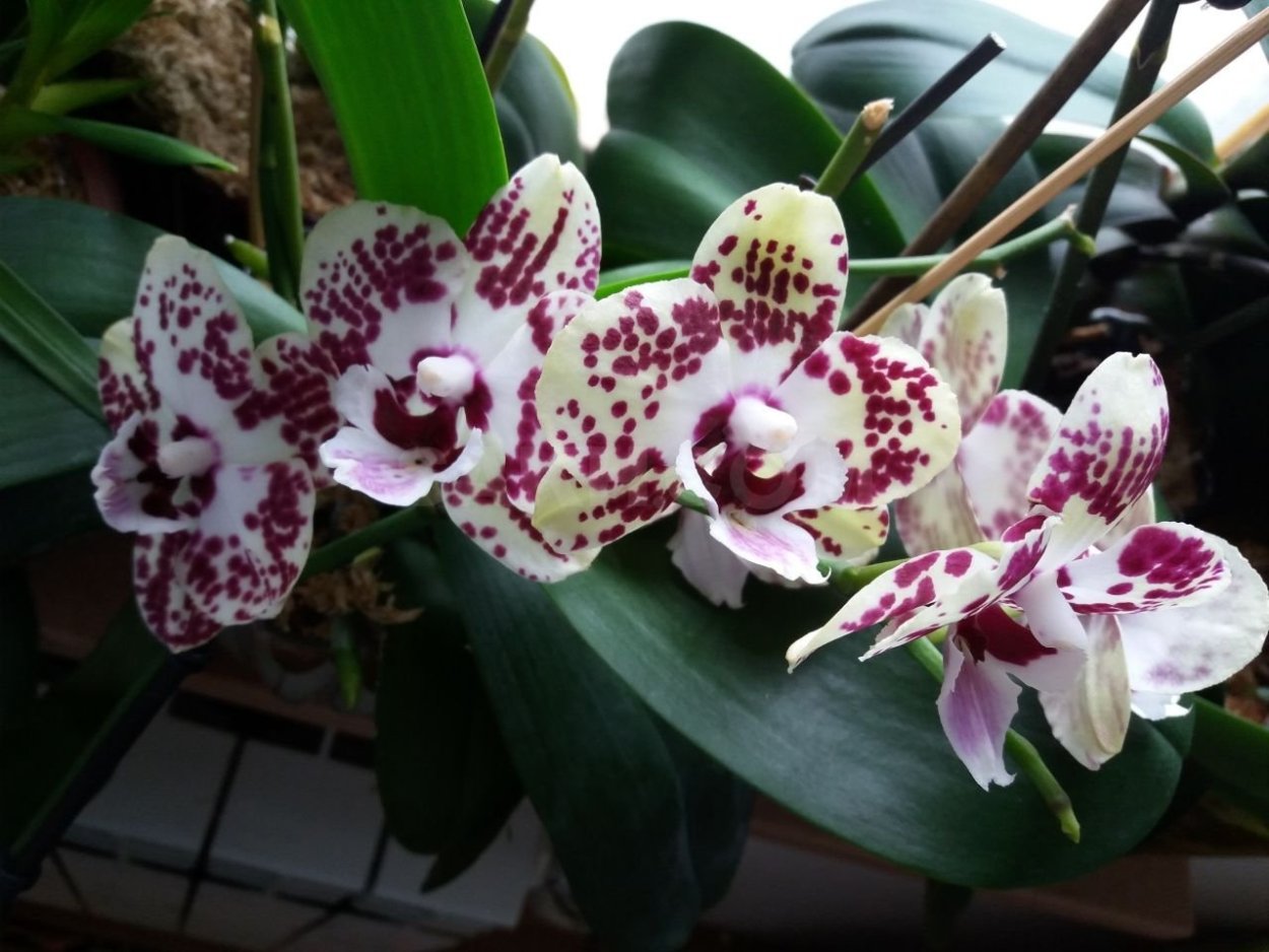 Орхидея Hague фаленопсис