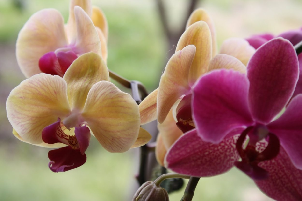 Фаленопсис Калипсо