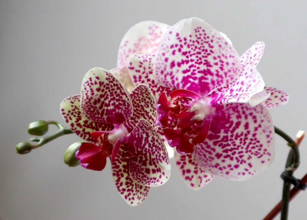 Фаленопсис Doritaenopsis